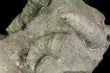 Devonian Horn Coral - New York #70262-1